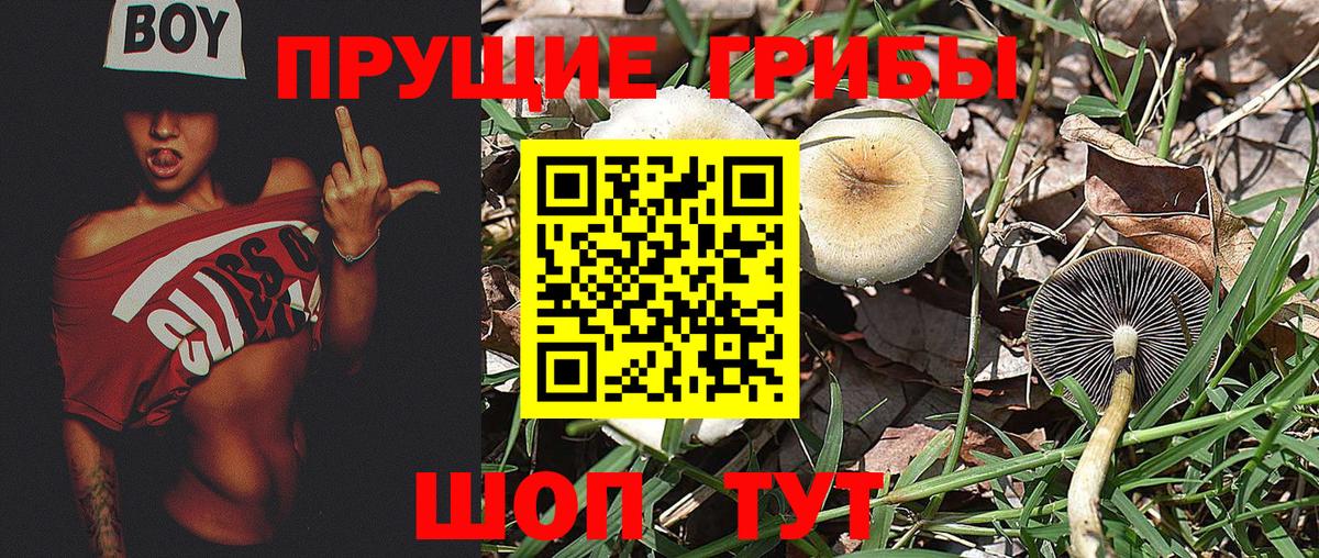 Мурино  Галлюциногенные грибы мицелий  Вход с VPN  Галлюциногенные грибы Psilocybine cubensis 